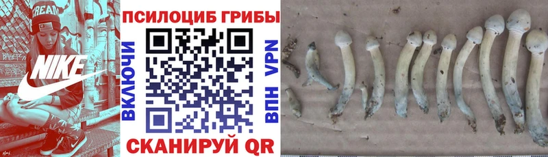 Псилоцибиновые грибы MAGIC MUSHROOMS  закладка  Оса 